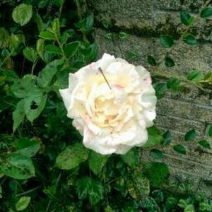 Meet your Posher, Danni